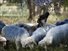Multimedia - Λαμία: Λύκος επιτέθηκε σε κοπάδι με πρόβατα μέρα μεσημέρι