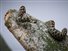 Multimedia - Πάτρα: Φίδι δάγκωσε 50χρονο - Υπέστη αιμορραγικό σοκ