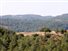 Multimedia - Αντιπυρικές ζώνες σε δασικές εκτάσεις φτιαγμένες από αμπέλια