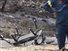 Multimedia - Γλυκά Νερά: "Από ανάφλεξη μπαταρίας" του drone η φωτιά λέει η εταιρεία - "Αναλαμβάνουμε τις ευθύνες μας"