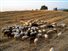 Multimedia - Κρήτη: Έκλεψαν ολόκληρο κοπάδι πρόβατα στον Άγιο Νικόλαο αλλά στις ερημιές ήρθαν τα πάνω κάτω